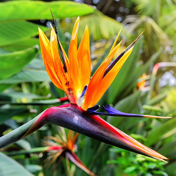 birds of paradise flower
