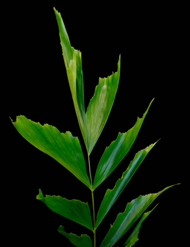 Fishtail Palm leaves